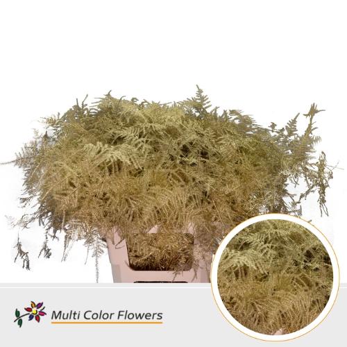 Asparagus overig kleurbehandeld H%