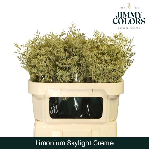 Limonium overig kleurbehandeld H%
