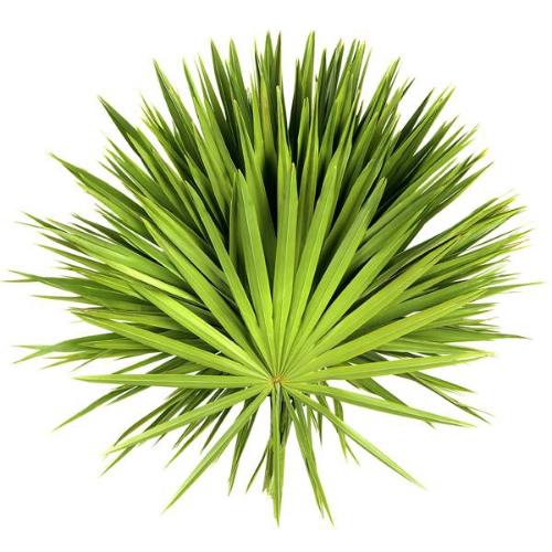 Palmblad