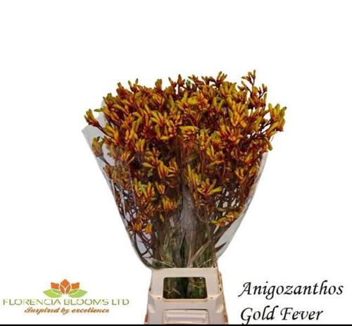 Anigozanthos 'Gold Fever'
