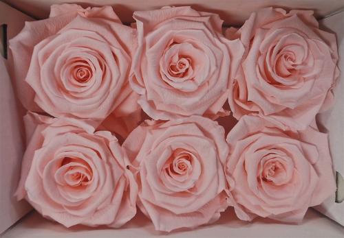 Rosa grootbloemig kleurbehandeld H%