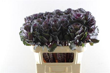 Brassica oleracea 'Elegance'