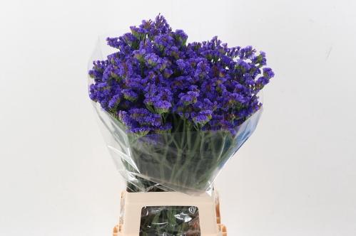 Limonium sinuatum 'Crystal Dark Blue'