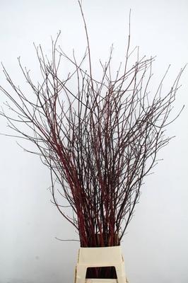 Cornus alba 'Sibirica'