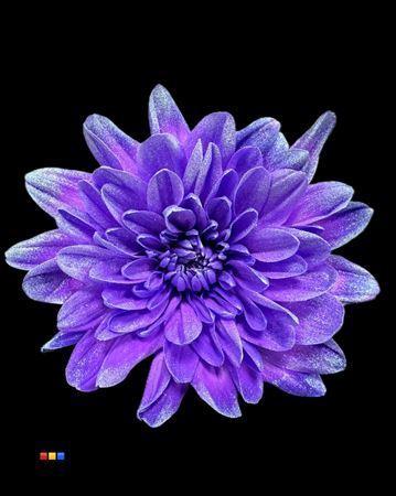 Chrysanthemum Indicum Grp tros kas kleurbehandeld H%