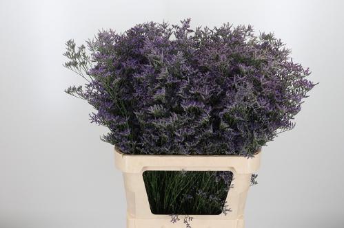 Limonium Safora Classic Blue