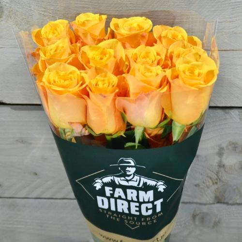 Rosa grootbloemig overig