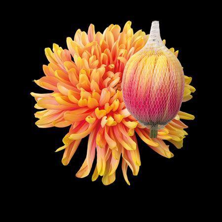 Chrysanthemum (Indicum Grp) geplozen Antonov kleurbehandeld H%
