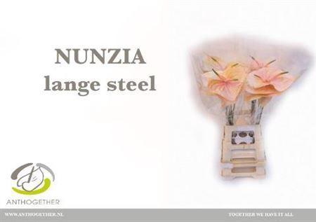 Anthurium Andreanum Grp Nunzia