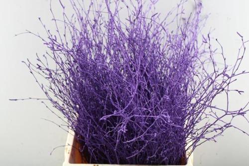 Betula kleurbehandeld H%