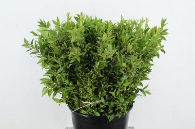 Myrtus communis per bos