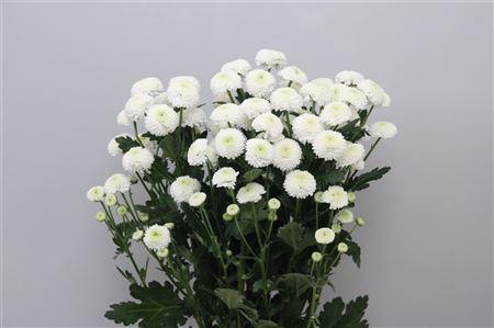 Chrysanthemum (Indicum Grp) tros santini Newton