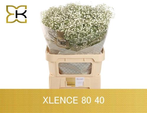 Gypsophila paniculata Xlence
