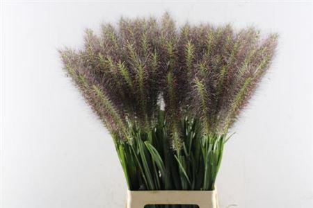 Pennisetum alopecuroides 'Redhead'