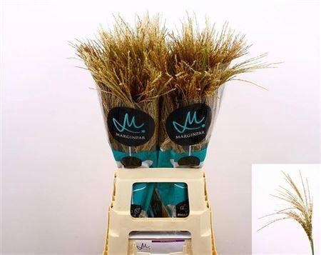 Miscanthus sinensis overig