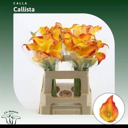 Zantedeschia 'Callista'