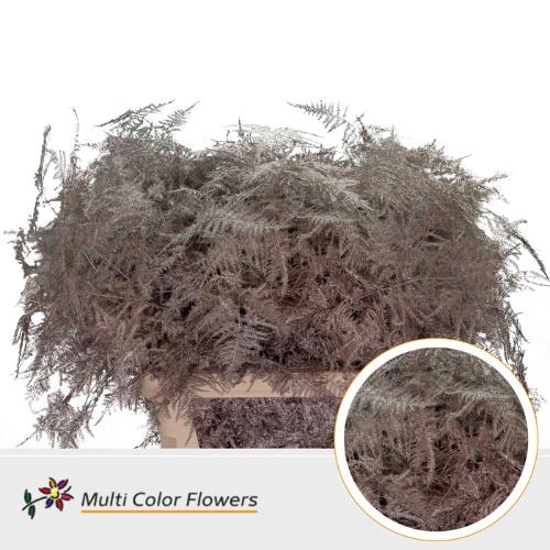 Asparagus overig kleurbehandeld H%