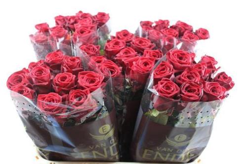 Rosa grootbloemig Red Naomi!