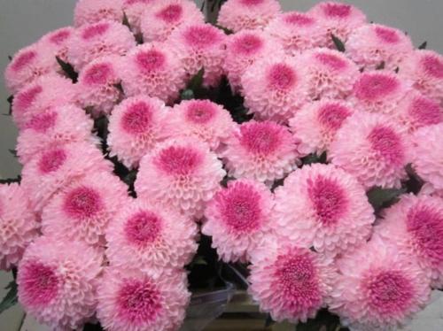 Chrysanthemum geplozen kas kleurbehandeld H%