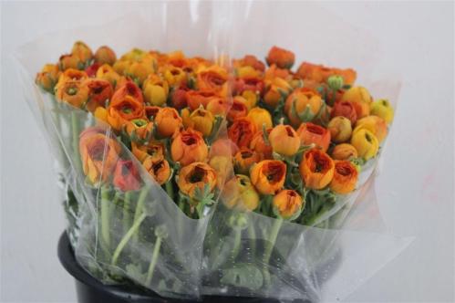 Ranunculus asiaticus 'Elegance Orange'