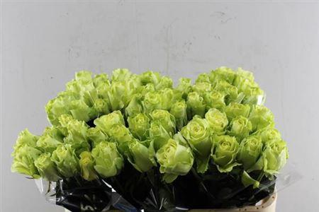 Rosa grootbloemig Green Generation