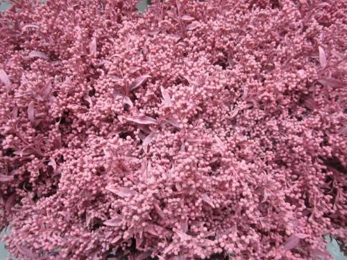 Solidago kleurbehandeld H%