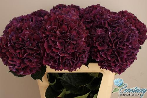 Hydrangea macrophylla Magical Rubyred (paars)
