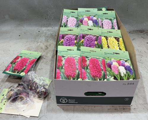 Hyacinthus (bol)