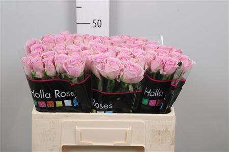 Rosa grootbloemig Lovely Aqua!