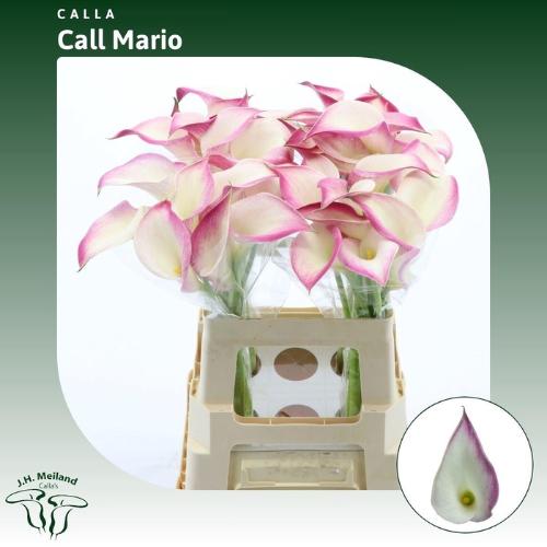 Zantedeschia 'Call Mario'