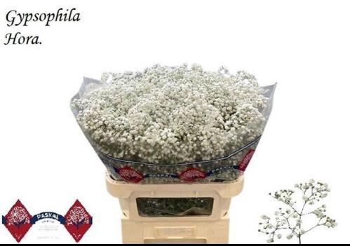 Gypsophila paniculata 'Hora'
