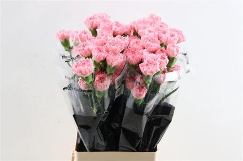 Dianthus standaard 'Betsy'