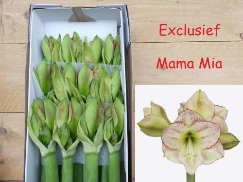 Hippeastrum (Galaxy Grp) 'Mama Mia'