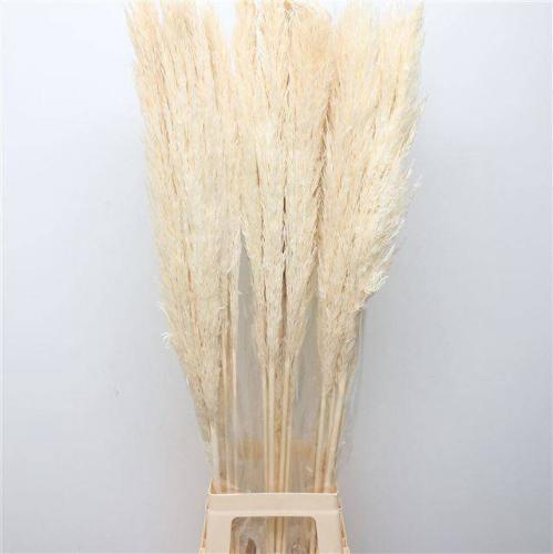 Cortaderia selloana kleurbehandeld H%