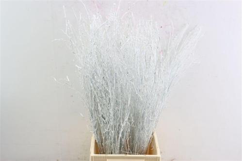 Betula kleurbehandeld H%