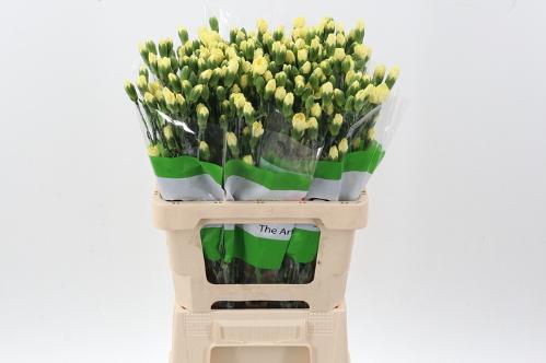Dianthus tros overig