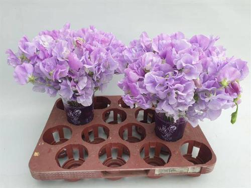 Lathyrus odoratus 'Winter Sunshine Lavender'
