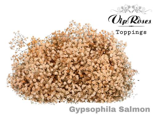Gypsophila overig kleurbehandeld H%