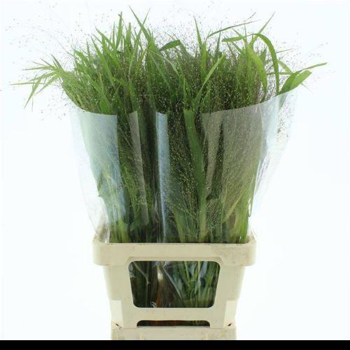 Panicum 'Fountain'