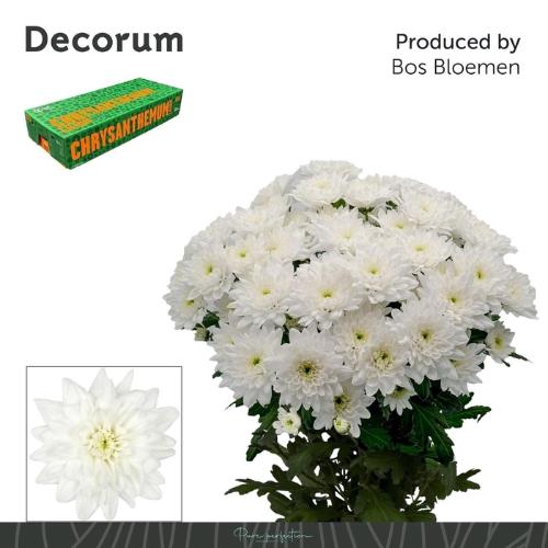 Chrysanthemum Indicum Grp tros kas Baltica