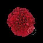 Dianthus standaard overig