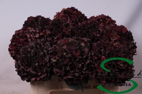 Hydrangea macrophylla Magical Dark Ruby (classic)