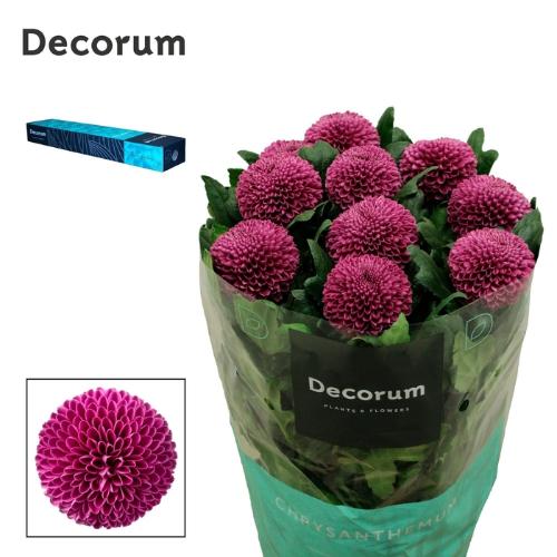 Chrysanthemum (Indicum Grp) geplozen Roxo
