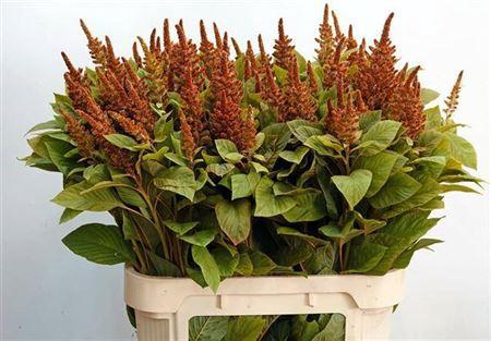 Amaranthus cruentus 'Hot Biscuits'