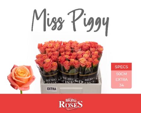 Rosa grootbloemig Miss Piggy+