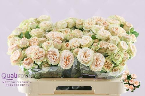 Rosa tros Gentle Trendsetter