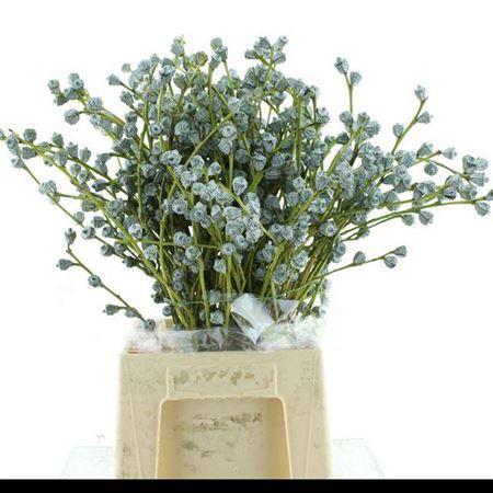 Eucalyptus globulus per bos