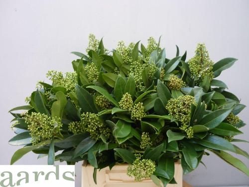 Skimmia per bos confusa 'Kew Green'
