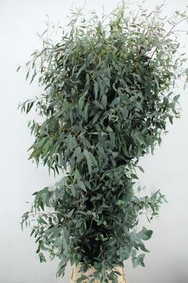 Eucalyptus gunnii