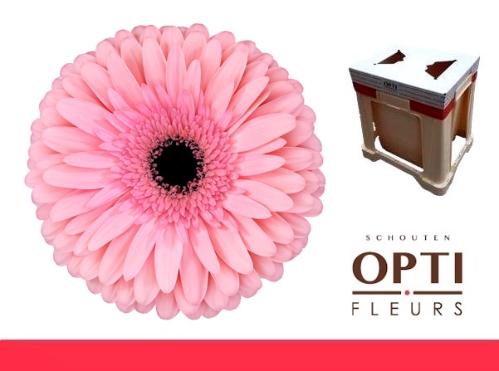 Gerbera grootbloemig Estrella